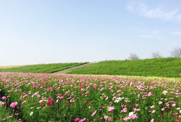 コスモスアリーナふきあげの写真・動画_image_244671