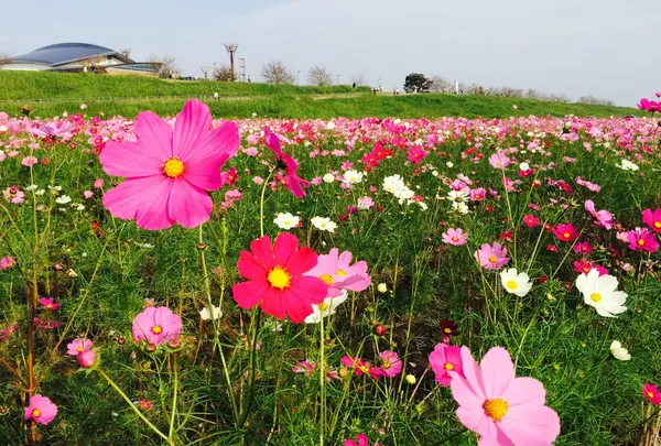 コスモスアリーナふきあげの写真・動画_image_244673