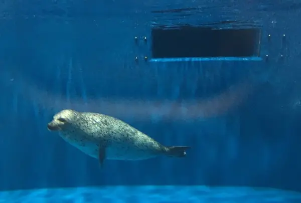 のとじま水族館　の写真・動画_image_245555