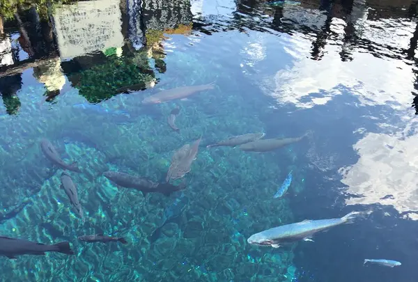 忍野八海の写真・動画_image_245727
