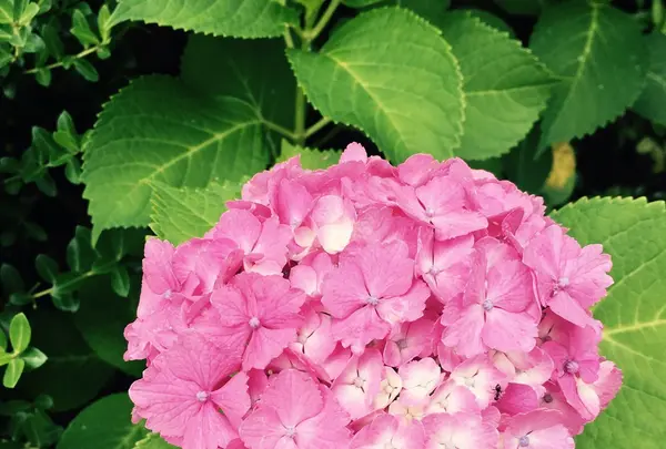 長谷寺の写真・動画_image_246075