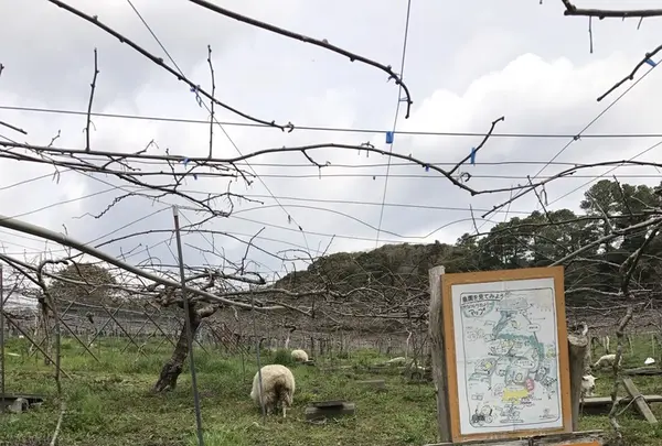 キウイフルーツ・カントリーＪＡＰＡＮの写真・動画_image_246173