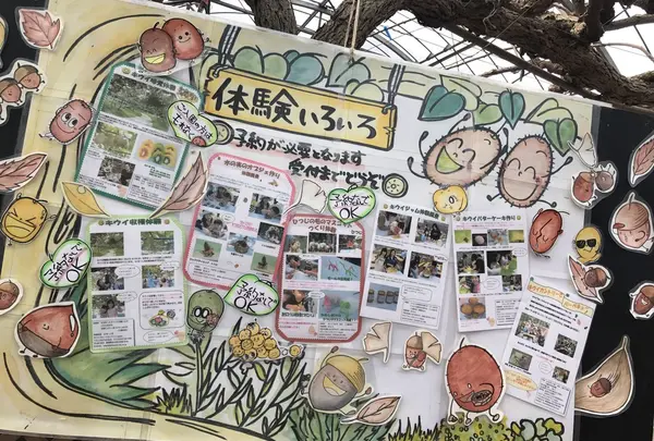 キウイフルーツ・カントリーＪＡＰＡＮの写真・動画_image_246175