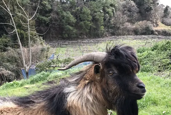 キウイフルーツ・カントリーＪＡＰＡＮの写真・動画_image_246177