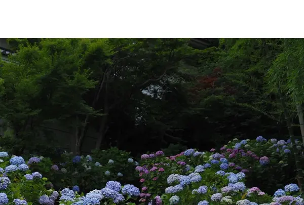 本土寺（あじさい寺）の写真・動画_image_247582