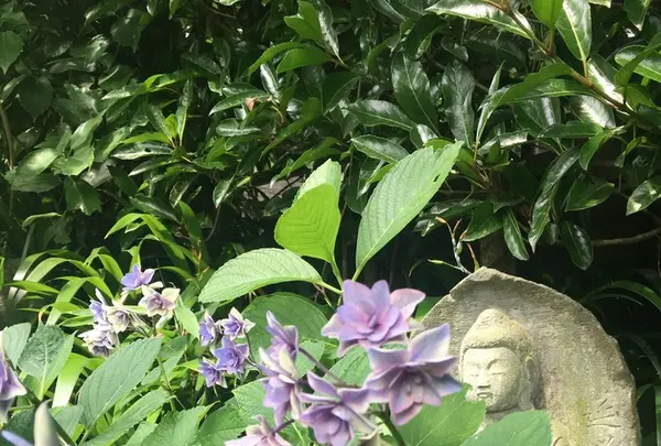 長谷寺の写真・動画_image_248799