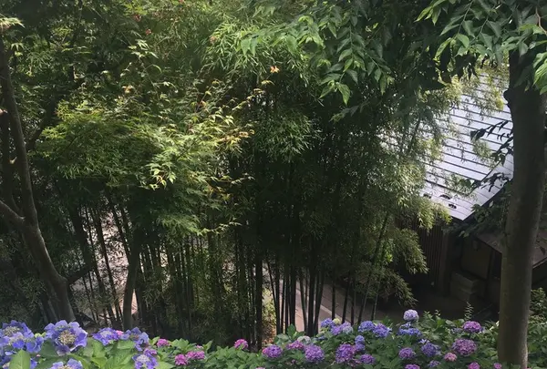 長谷寺の写真・動画_image_248801