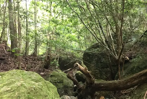 乳岩峡の写真・動画_image_249635