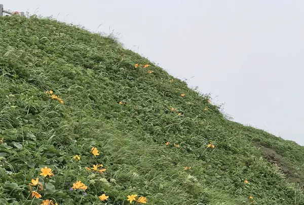利尻島の写真・動画_image_249915