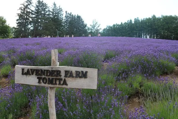 ファーム富田の写真・動画_image_251726