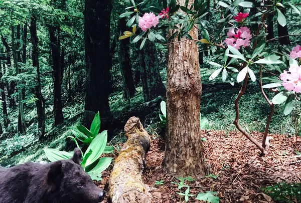 MieMu 三重県総合博物館の写真・動画_image_251751