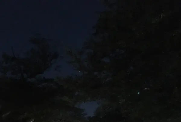 池上本門寺の写真・動画_image_251887