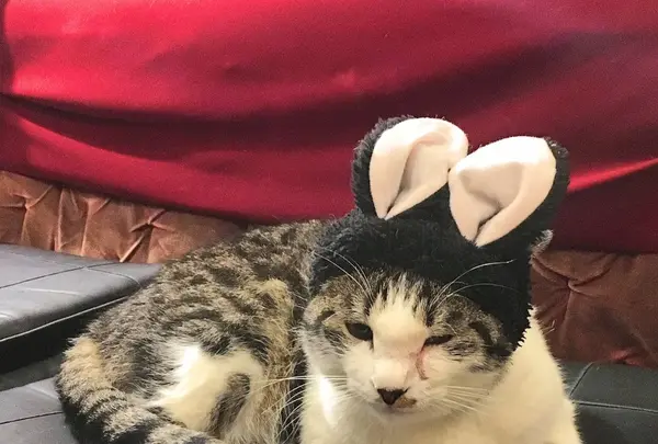 カフェアルルの写真・動画_image_251939