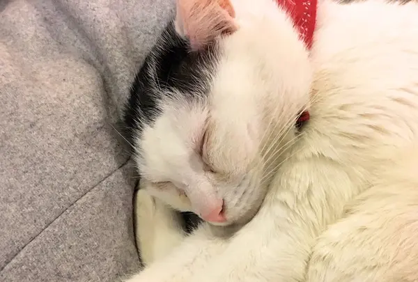 カフェアルルの写真・動画_image_251942