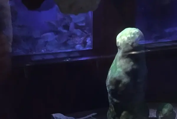 碧南市青少年海の科学館・碧南海浜水族館の写真・動画_image_252081