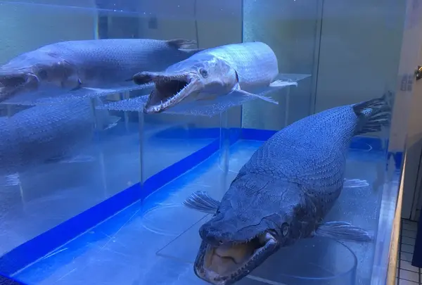 碧南市青少年海の科学館・碧南海浜水族館の写真・動画_image_252083