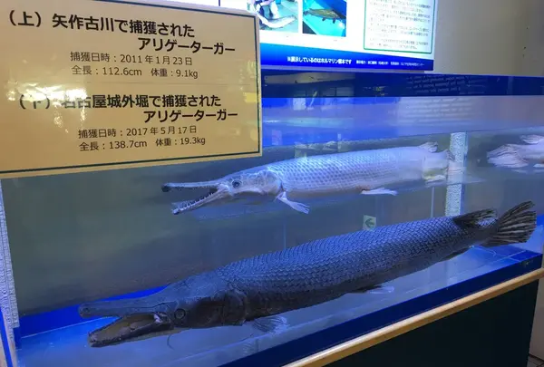 碧南市青少年海の科学館・碧南海浜水族館の写真・動画_image_252084