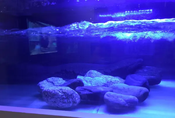 碧南市青少年海の科学館・碧南海浜水族館の写真・動画_image_252087
