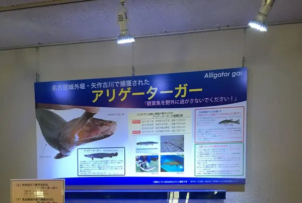碧南市青少年海の科学館・碧南海浜水族館の写真・動画_image_252088