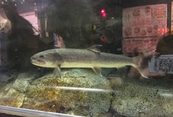 碧南市青少年海の科学館・碧南海浜水族館の写真・動画_image_252089