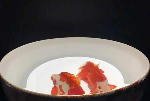 コレド室町1の写真・動画_image_252244