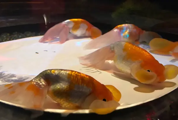 コレド室町1の写真・動画_image_252245