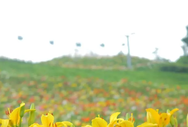 ダイナランドの写真・動画_image_253707