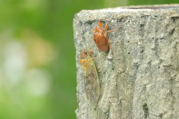 モネの池（名もなき池）の写真・動画_image_253713