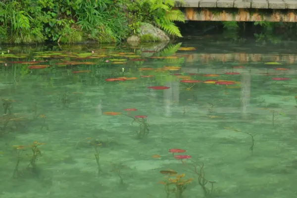 モネの池（名もなき池）の写真・動画_image_253714