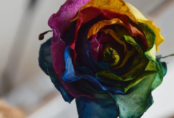 Dear, Folks & Flowersの写真・動画_image_253950