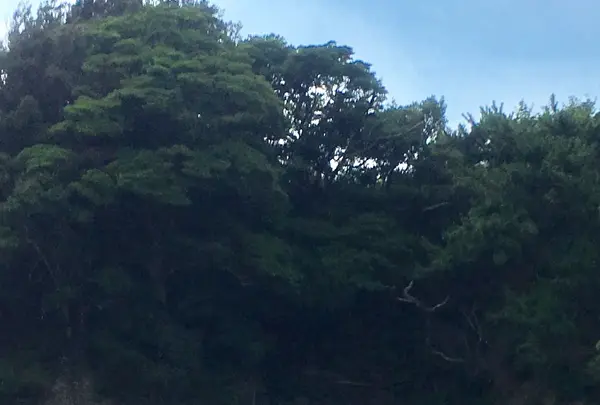 浮島海岸の写真・動画_image_254007