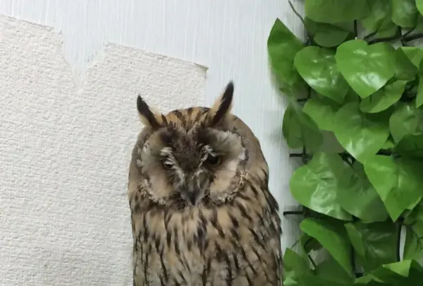 猛禽カフェ ファルコンの写真・動画_image_254186