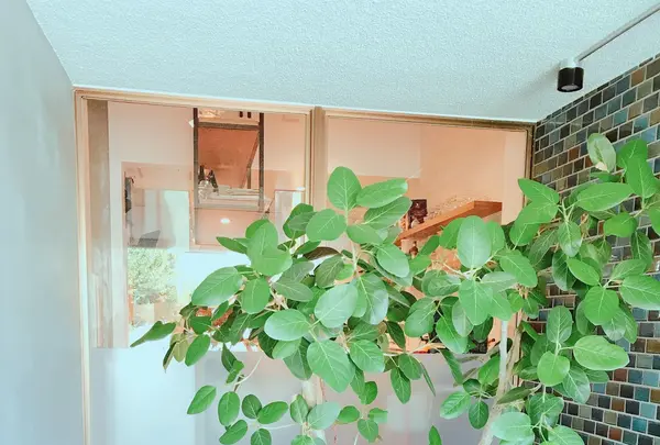 Caffè BROWNS insalata verdeの写真・動画_image_255147