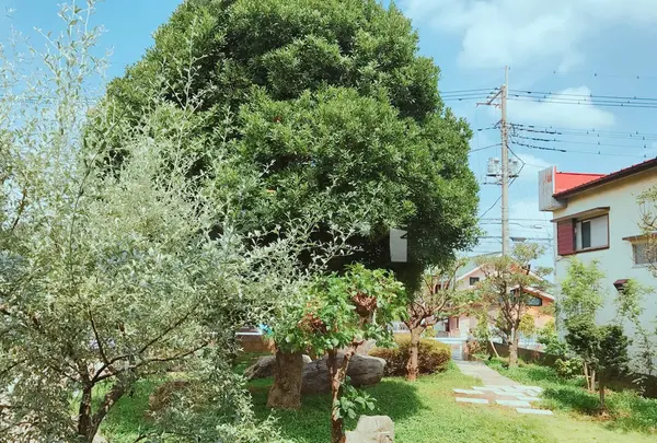 Caffè BROWNS insalata verdeの写真・動画_image_255151