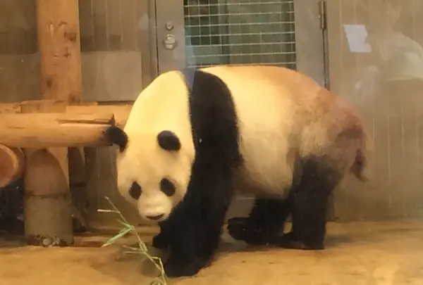上野動物園の写真・動画_image_256155