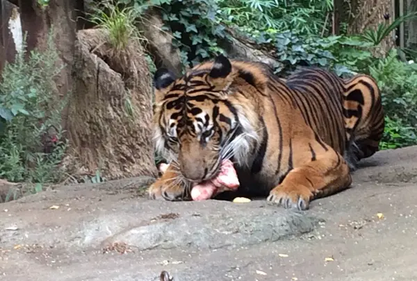 上野動物園の写真・動画_image_256156