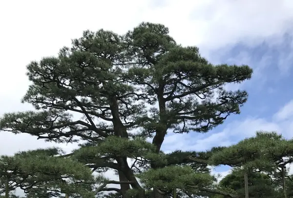 兼六園の写真・動画_image_257277