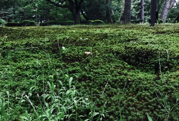 兼六園の写真・動画_image_257278