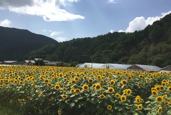 もみじ平キャンプ場の写真・動画_image_258320