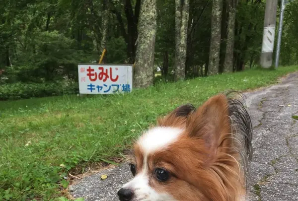 もみじ平キャンプ場の写真・動画_image_258323