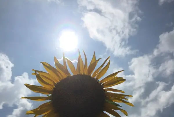 もみじ平キャンプ場の写真・動画_image_258324