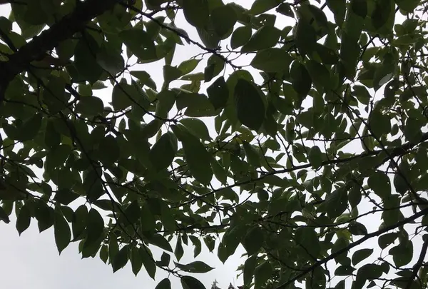 鶴ヶ城（若松城）の写真・動画_image_258854