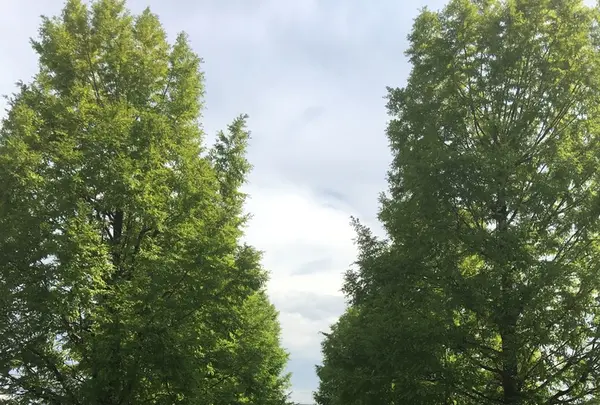 道の駅 神戸フルーツ・フラワーパーク大沢の写真・動画_image_261175