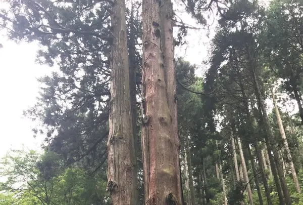 御岩神社の写真・動画_image_262196