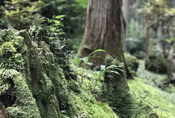 御岩神社の写真・動画_image_262197