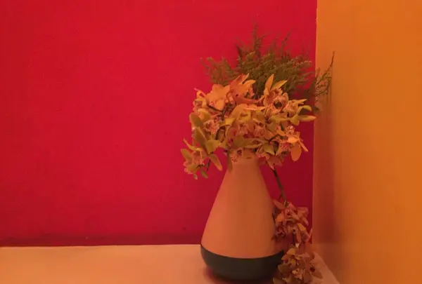 LOTUS（ロータス）の写真・動画_image_263337