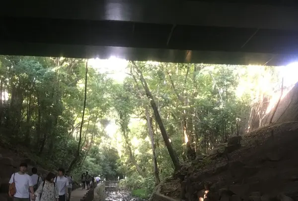 等々力渓谷の写真・動画_image_263365