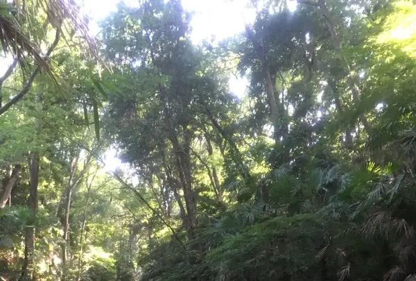 等々力渓谷の写真・動画_image_263367