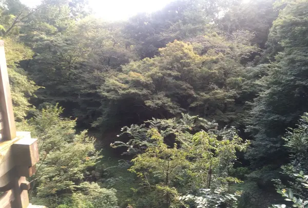 等々力渓谷の写真・動画_image_263368