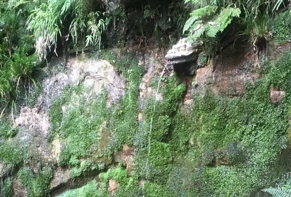 等々力渓谷の写真・動画_image_263371